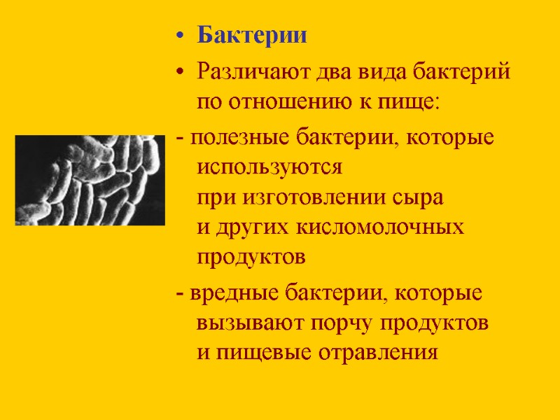 Бактерии Различают два вида бактерий по отношению к пище:  - полезные бактерии, которые